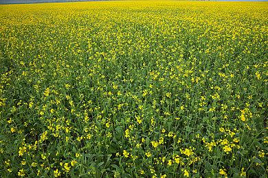 消防主题策略游戏《生死悍将》 现已在Steam发售